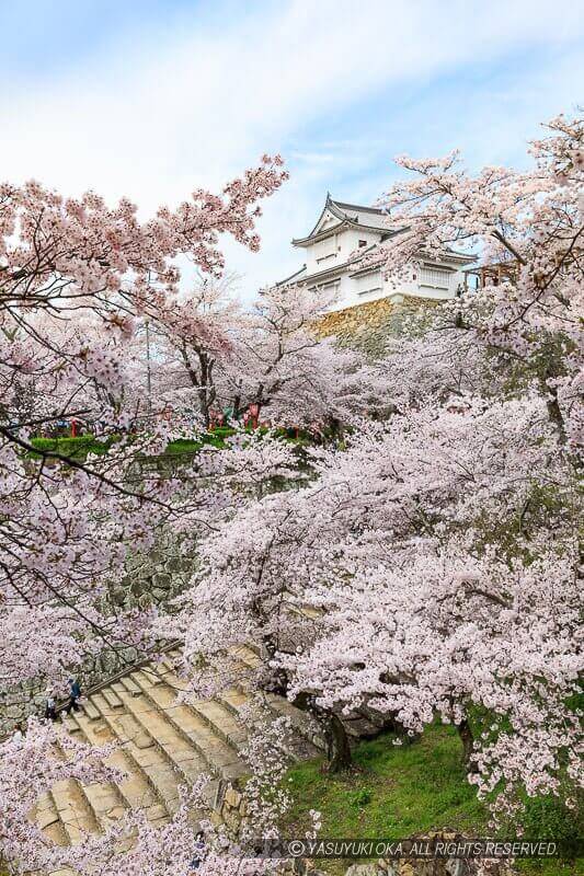 津山城の桜