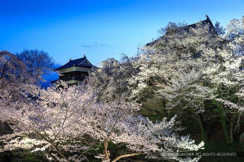 上田城の桜