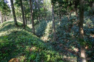 平林城