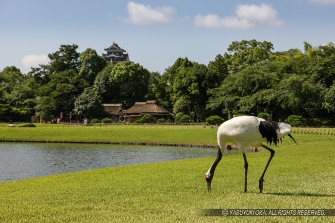 後楽園のタンチョウ：岡山後楽園