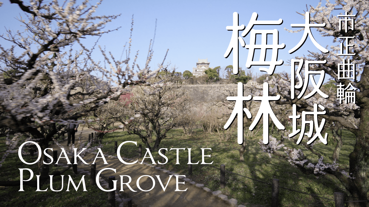大阪城梅林 4K 動画撮影 大阪城梅林 4K 動画撮影