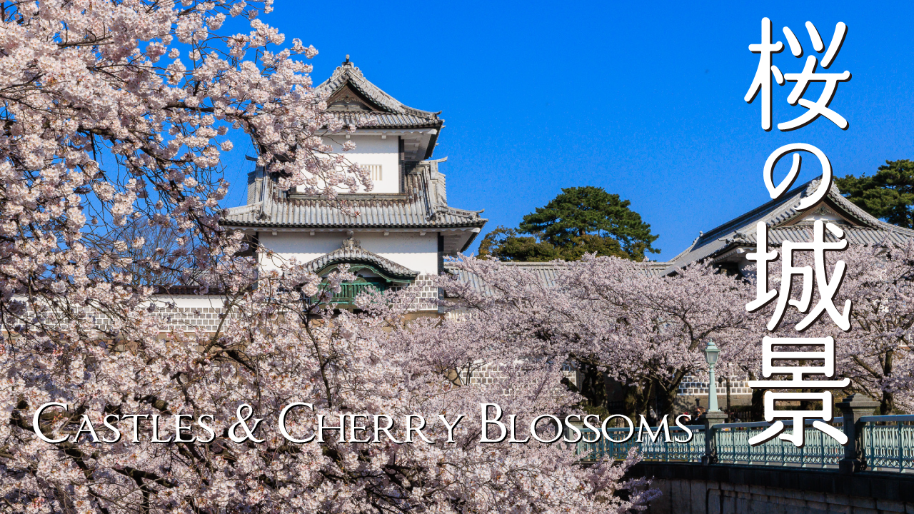 桜の城景