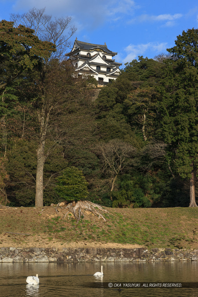 内掘から見る彦根城天守