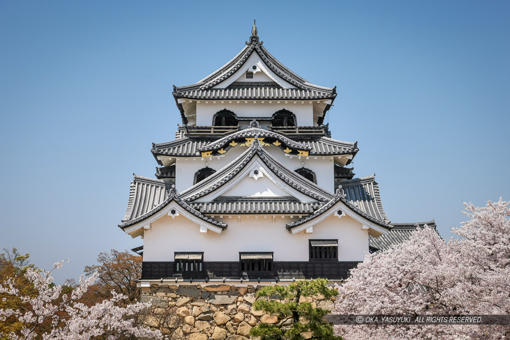 彦根城の桜・本丸から