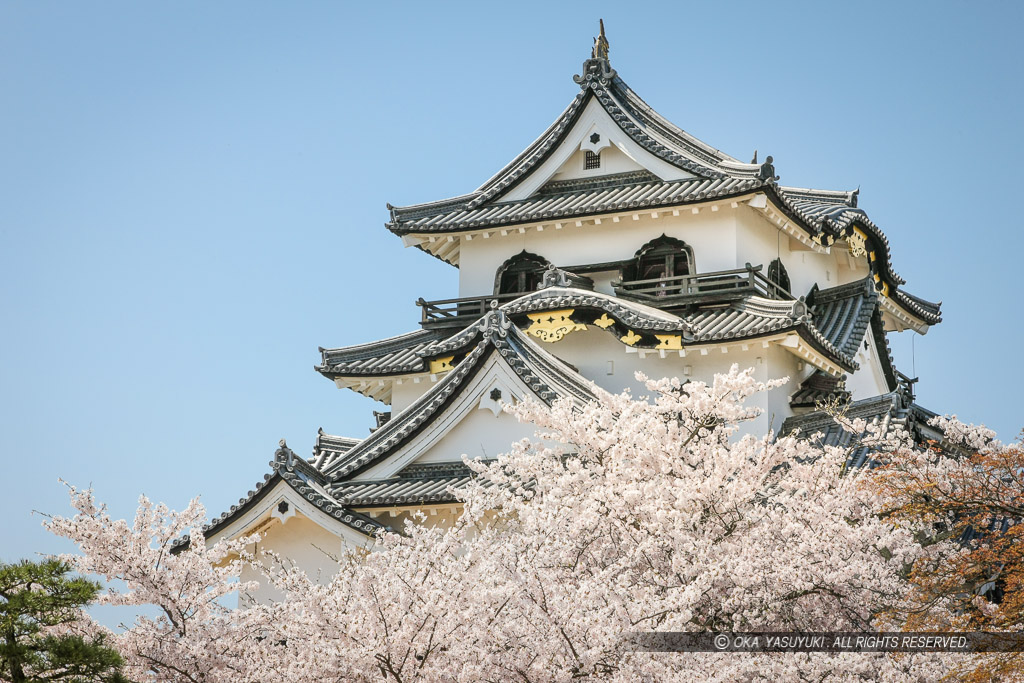 彦根城天守と桜