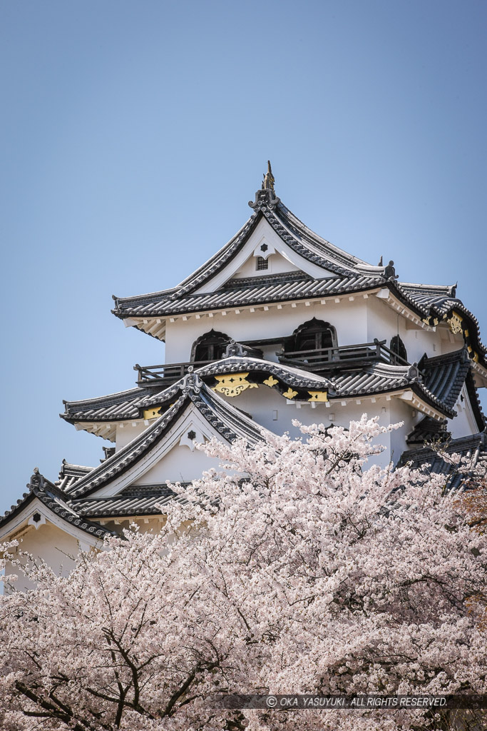 彦根城天守と桜