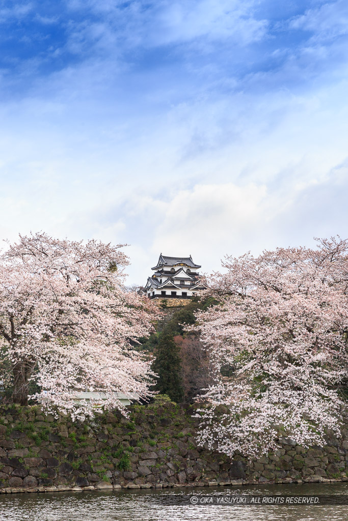 彦根城の桜・中濠から望む天守