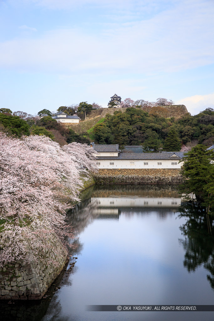 彦根城佐和口多聞櫓・天秤櫓・天守を望む・春