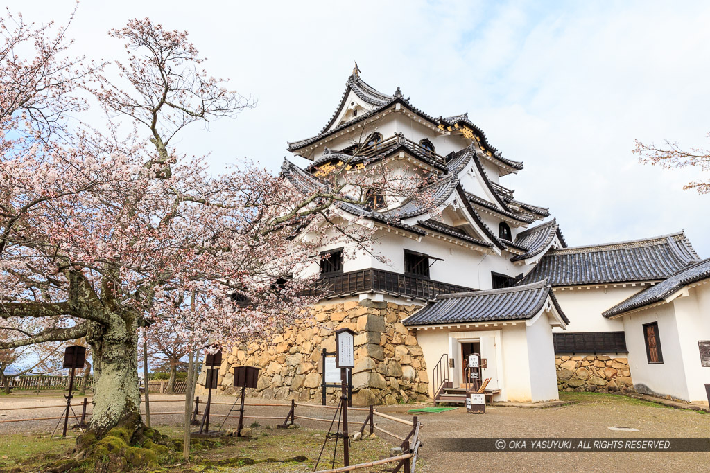 彦根城天守と桜