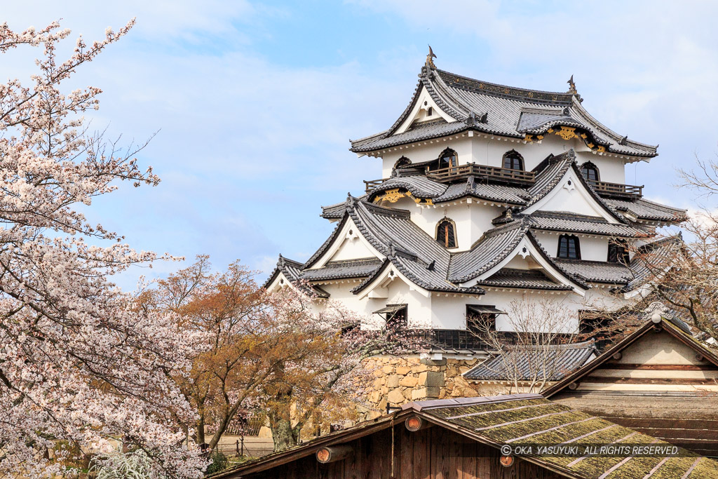 彦根城天守と桜