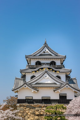 彦根城の桜・本丸から｜高解像度画像サイズ：3677 x 5515 pixels｜写真番号：1P3J7141｜撮影：Canon EOS-1Ds Mark III