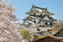 彦根城天守と桜｜高解像度画像サイズ：5375 x 3583 pixels｜写真番号：1P3J7149｜撮影：Canon EOS-1Ds Mark III