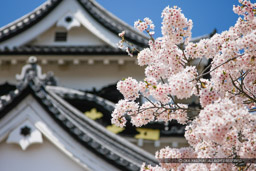 桜｜高解像度画像サイズ：4727 x 3151 pixels｜写真番号：1P3J7162｜撮影：Canon EOS-1Ds Mark III