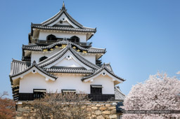 桜｜高解像度画像サイズ：5447 x 3624 pixels｜写真番号：1P3J7166｜撮影：Canon EOS-1Ds Mark III