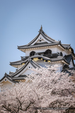 彦根城天守と桜｜高解像度画像サイズ：3677 x 5515 pixels｜写真番号：1P3J7195｜撮影：Canon EOS-1Ds Mark III