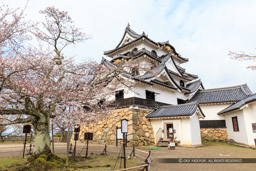 彦根城天守と桜｜高解像度画像サイズ：5472 x 3648 pixels｜写真番号：IMG_3960｜撮影：Canon EOS 6D