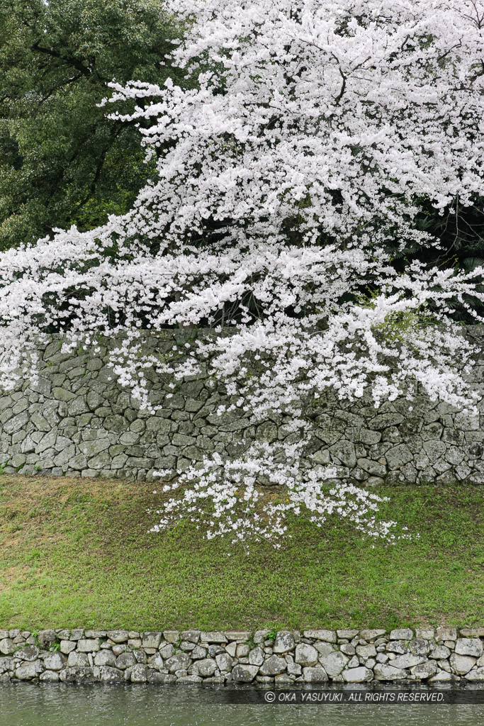 彦根城中堀と桜
