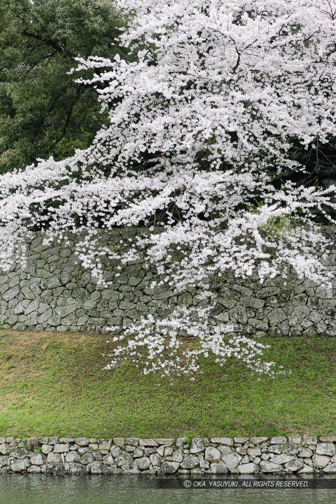 彦根城中堀と桜