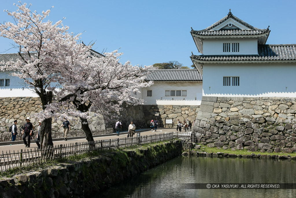 彦根城佐和口多聞櫓と桜