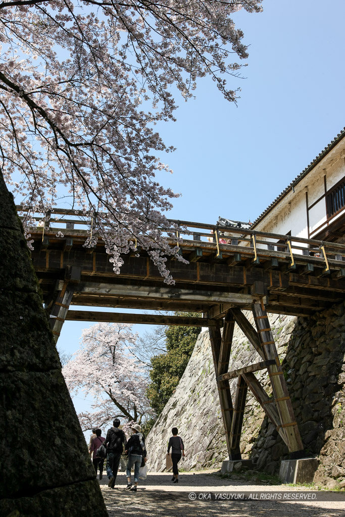 彦根城天秤櫓と廊下橋と桜
