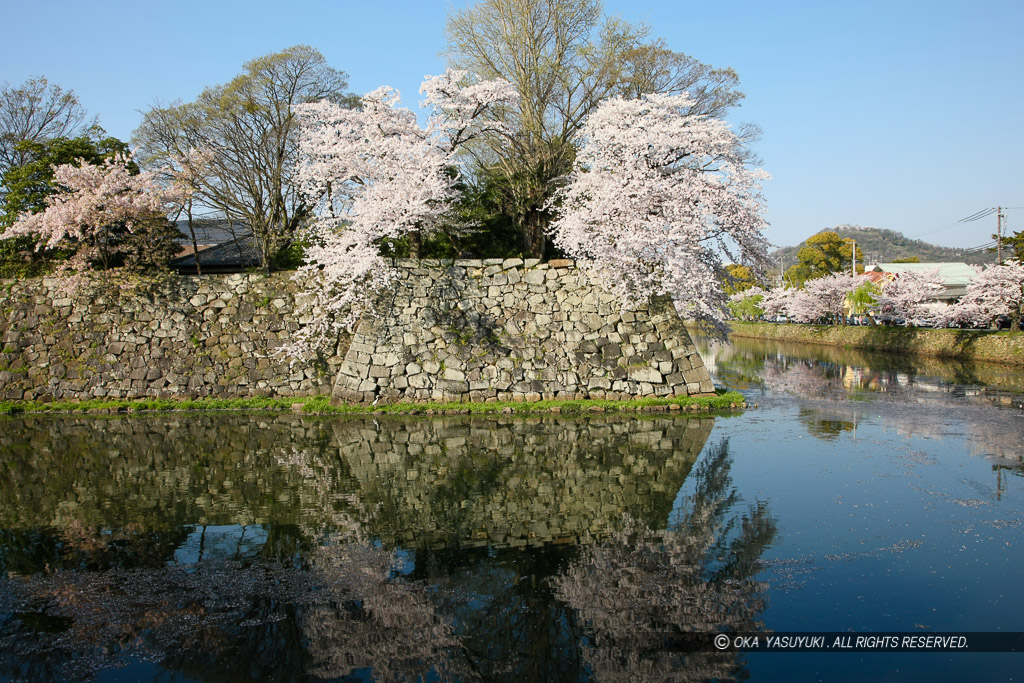 彦根城内堀と桜