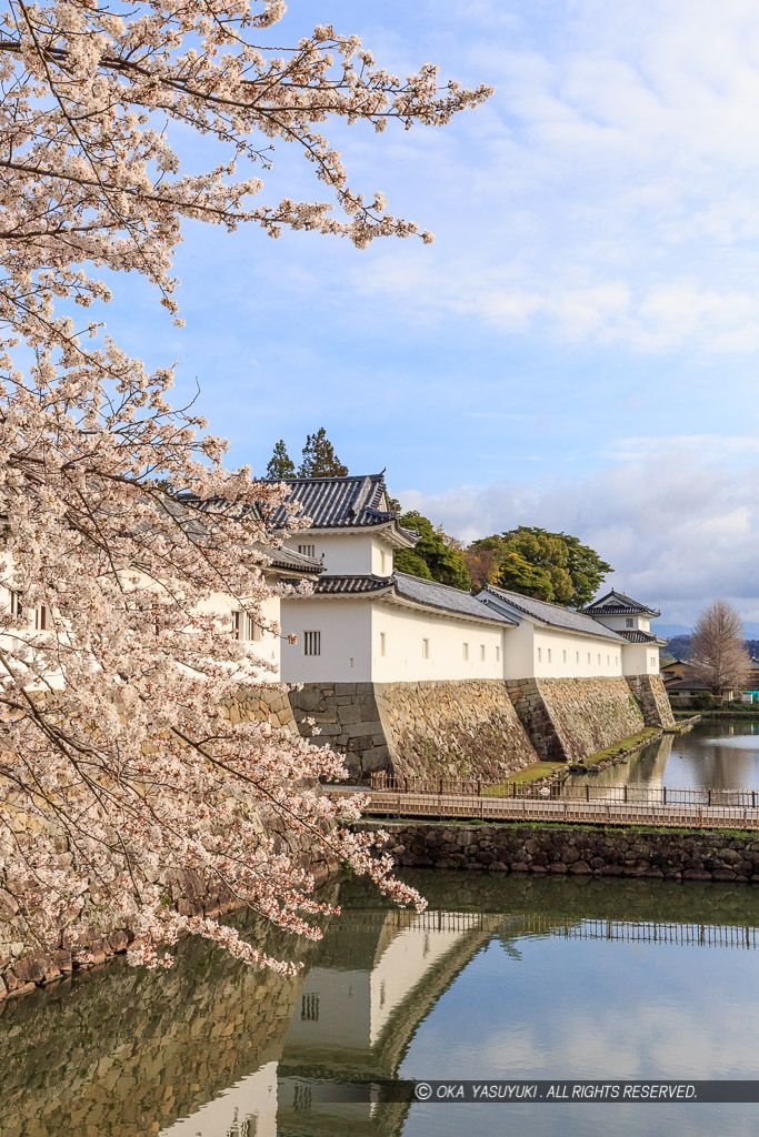 彦根城佐和口多聞櫓の桜