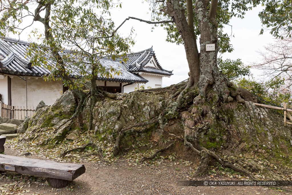 彦根城に残る岩盤