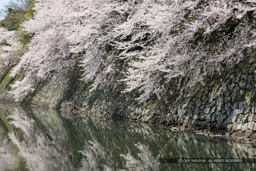 彦根城中堀と桜｜高解像度画像サイズ：5315 x 3548 pixels｜写真番号：1P3J7104｜撮影：Canon EOS-1Ds Mark III