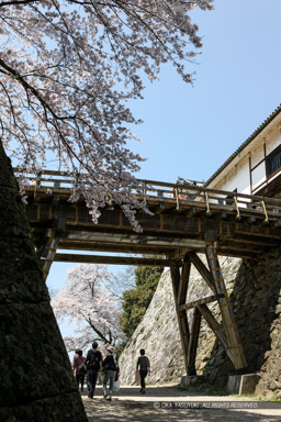 彦根城天秤櫓と廊下橋と桜｜高解像度画像サイズ：3717 x 5575 pixels｜写真番号：1P3J7123｜撮影：Canon EOS-1Ds Mark III