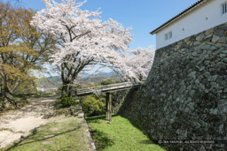 彦根城西の丸堀切と桜｜高解像度画像サイズ：5616 x 3744 pixels｜写真番号：1P3J7235｜撮影：Canon EOS-1Ds Mark III