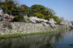 彦根城内堀と桜｜高解像度画像サイズ：5616 x 3744 pixels｜写真番号：1P3J7343｜撮影：Canon EOS-1Ds Mark III