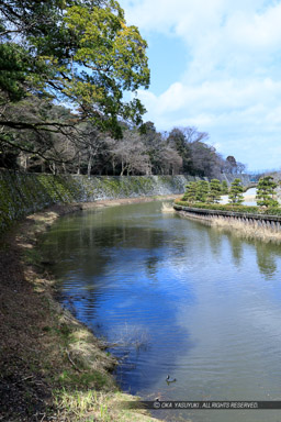 彦根城東側内堀｜高解像度画像サイズ：4244 x 6366 pixels｜写真番号：5D4A5655｜撮影：Canon EOS 5D Mark IV