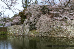 彦根城裏門跡と桜｜高解像度画像サイズ：5404 x 3603 pixels｜写真番号：IMG_3922｜撮影：Canon EOS 6D