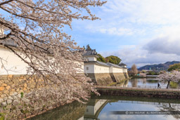 彦根城佐和口多聞櫓の桜｜高解像度画像サイズ：5283 x 3522 pixels｜写真番号：IMG_3932｜撮影：Canon EOS 6D