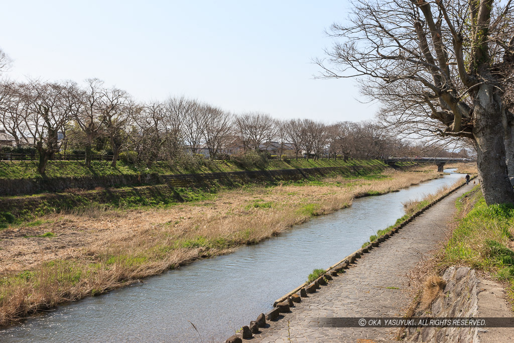 芹川