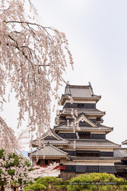 桜｜高解像度画像サイズ：3405 x 5107 pixels｜写真番号：1DX_8346｜撮影：Canon EOS-1D X